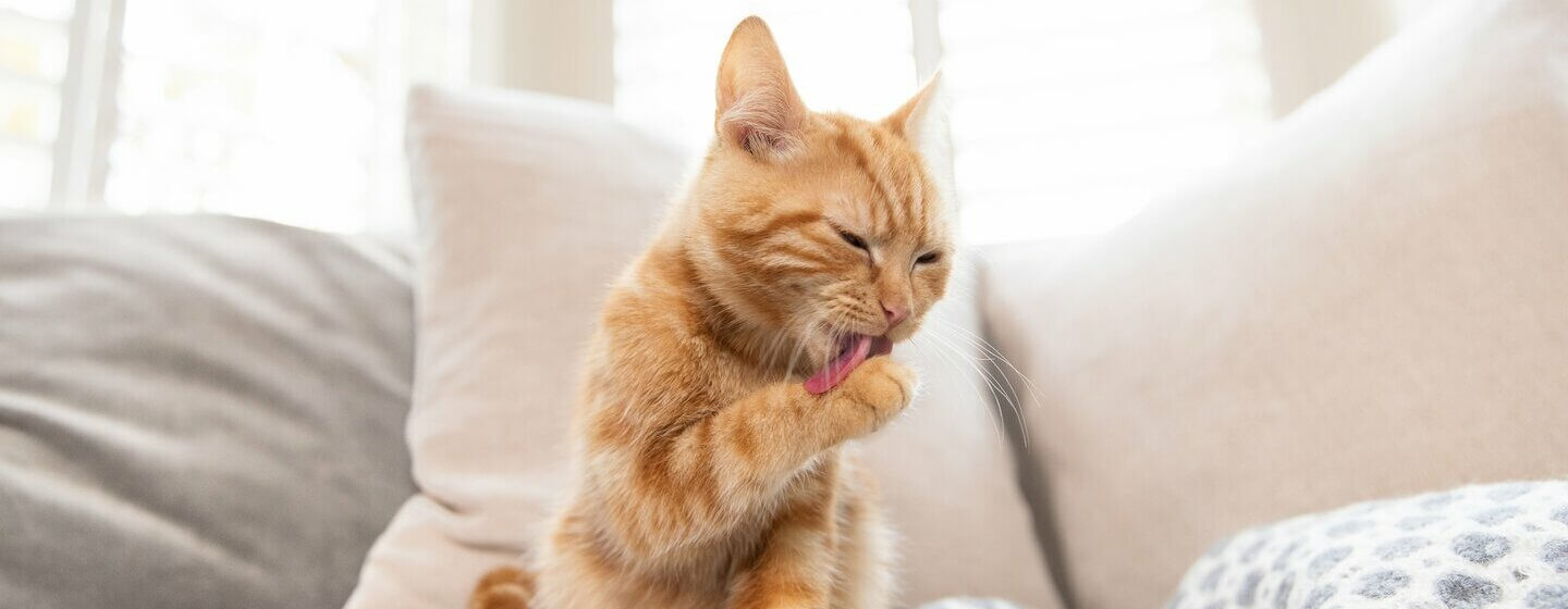 Cat Ticks Causes, Symptoms & Treatment Purina